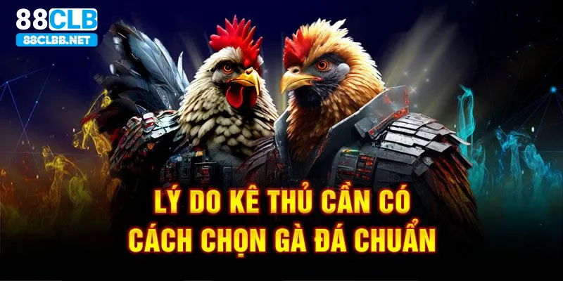 Lý do hội viên nên có những kỹ năng lựa chọn gà chiến